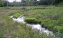Wetland and Marsh Clean-Up